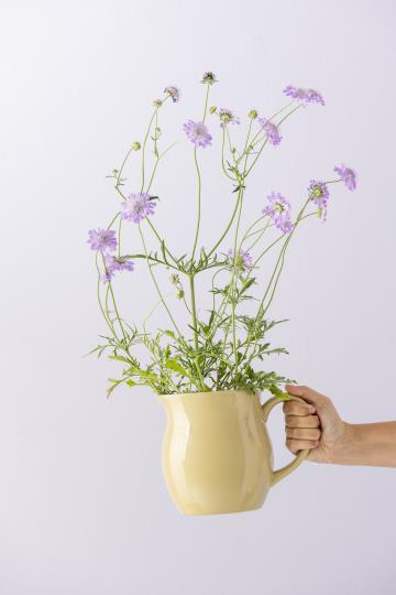 Pichet MYNTE Wheat straw